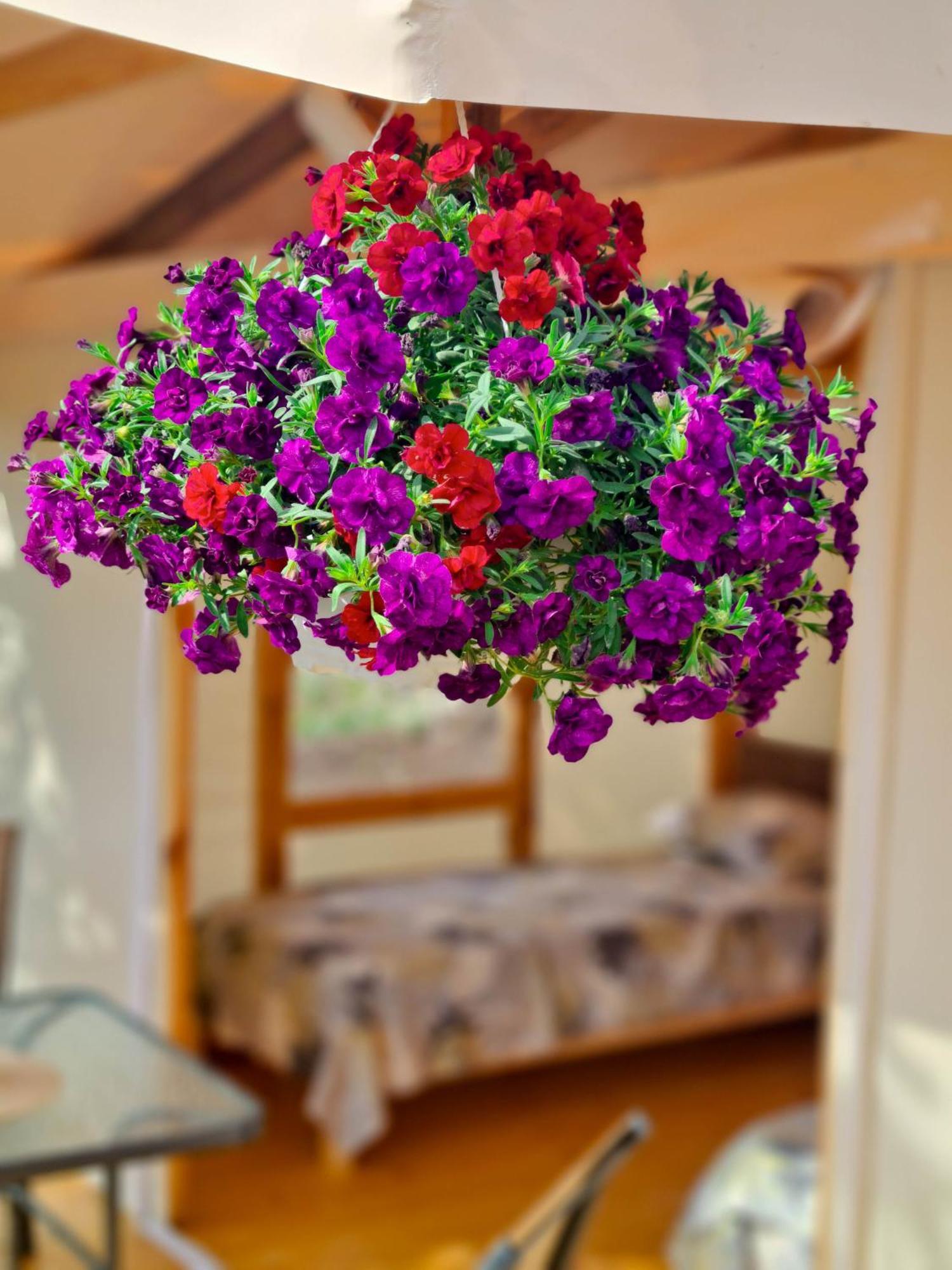 Divoto Glamping Ξενοδοχείο Μπαλτσίκ Εξωτερικό φωτογραφία
